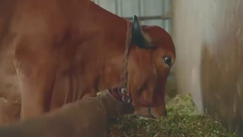 Desi Cow A2 Ghee - Made From Curd